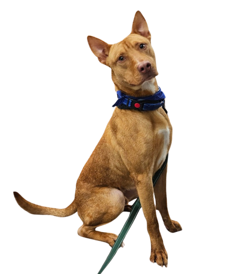 Dog for Website (4)