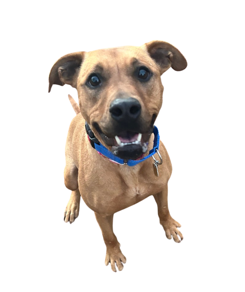 Dog for Website (5)