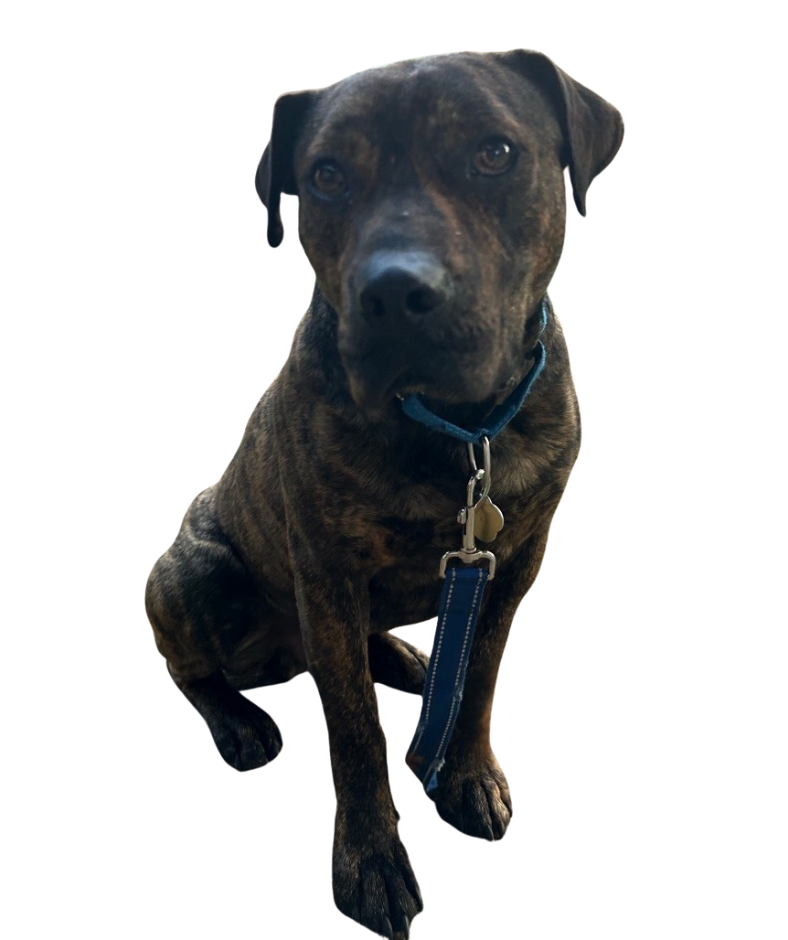 Dog for Website (6)