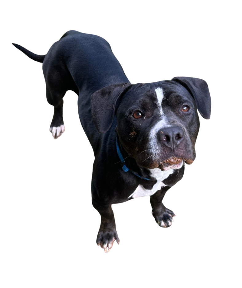 Dog for Website (9)