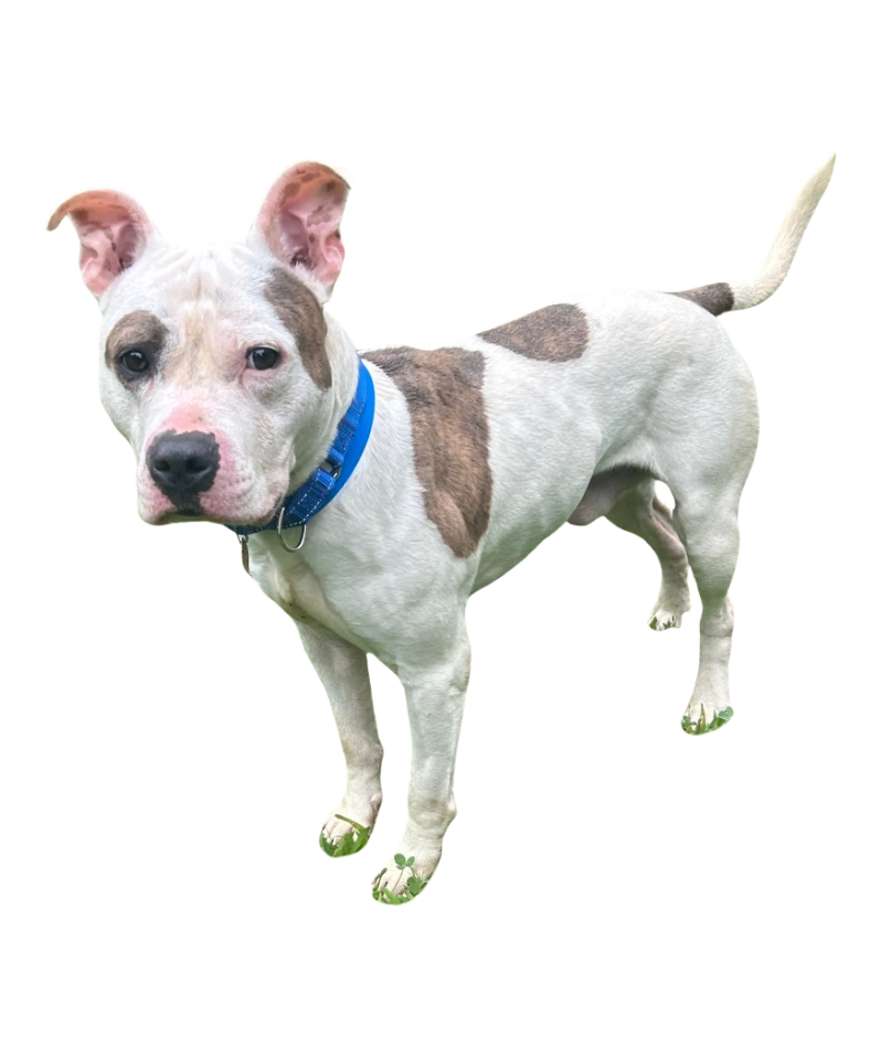 Dog for Website (10)