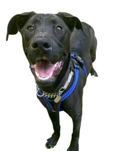 Dog for Website (12)