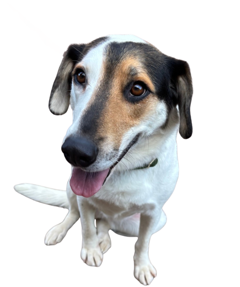 Dog for Website (13)