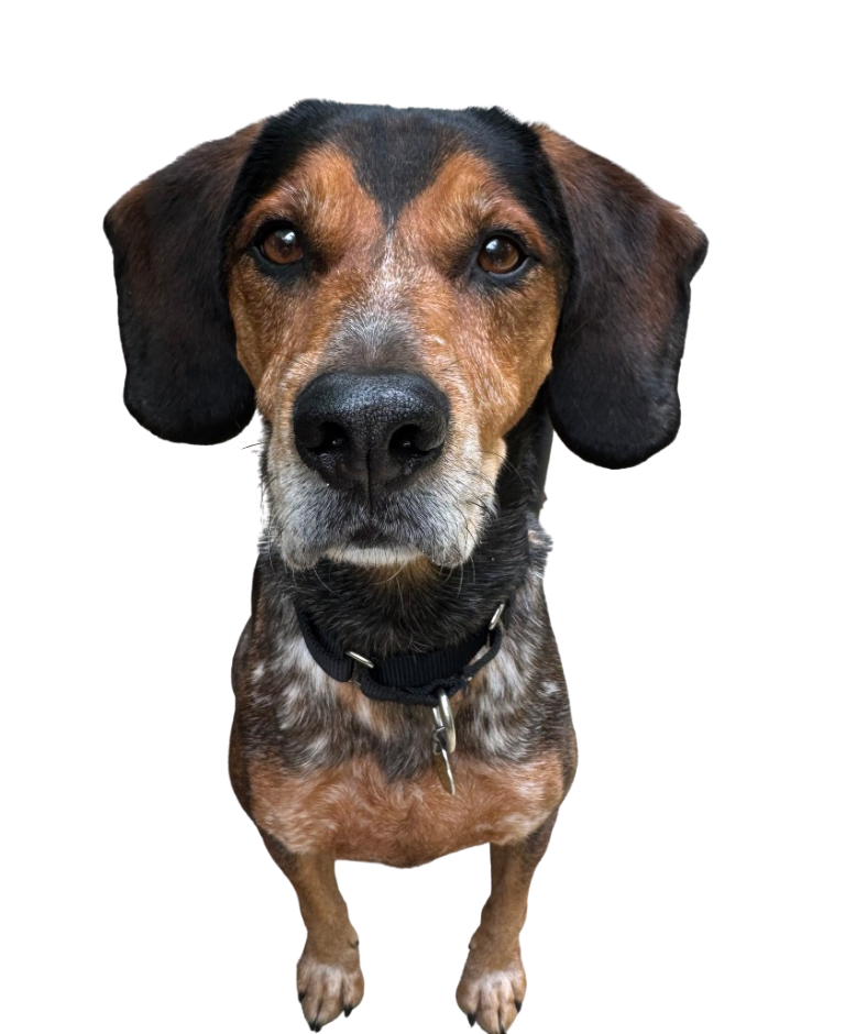 Dog for Website (14)