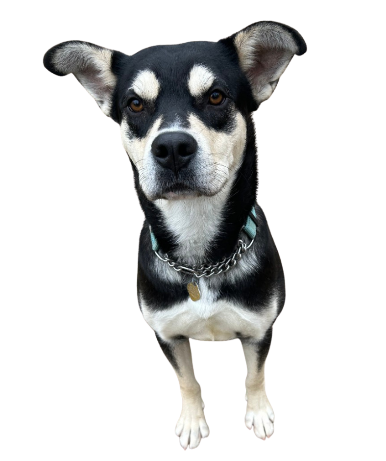 Valentine, sponsored through the Homes for Dogs program at CARE Humane Society