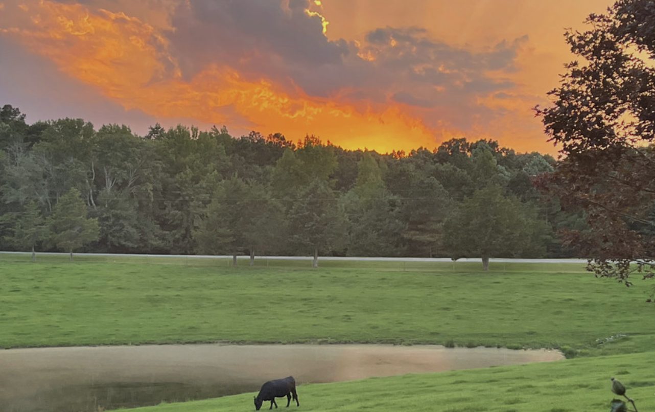 Beautiful pasture land, watching a cow graze with a gorgeous sunset in east alabama communities
