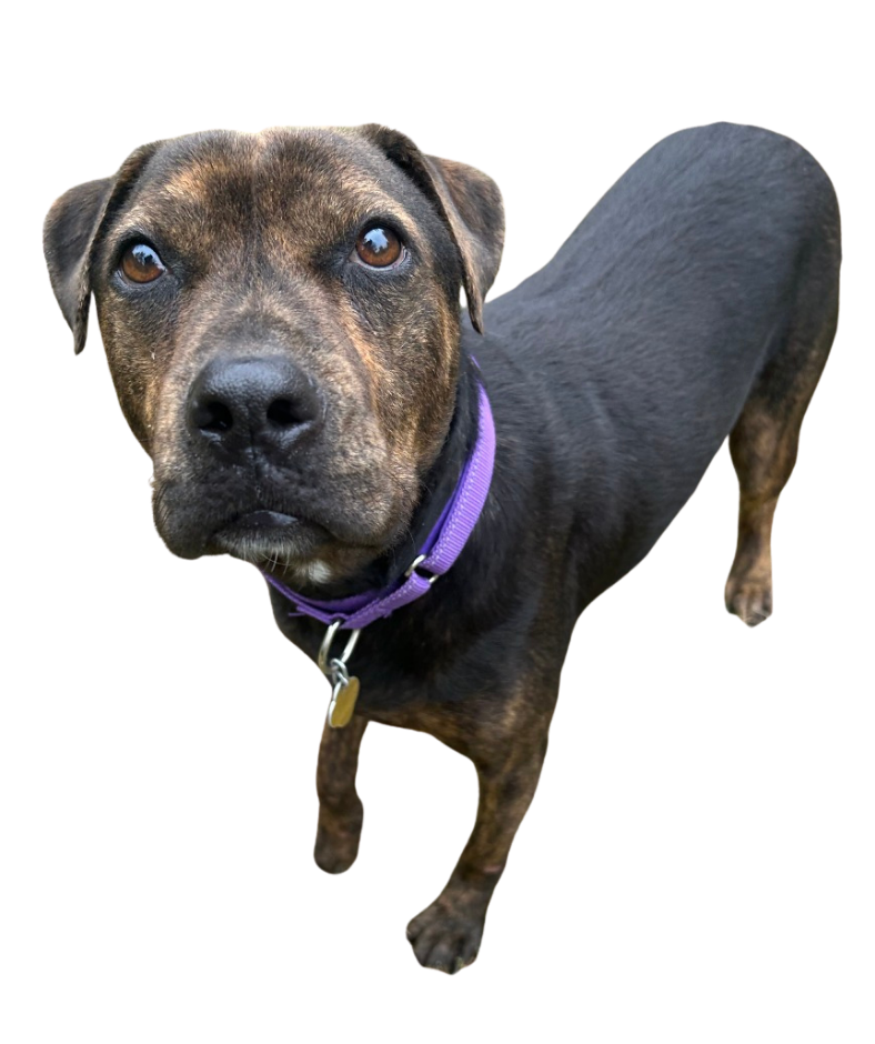 Twinkle, sponsored through the Homes for Dogs program at CARE Humane Society