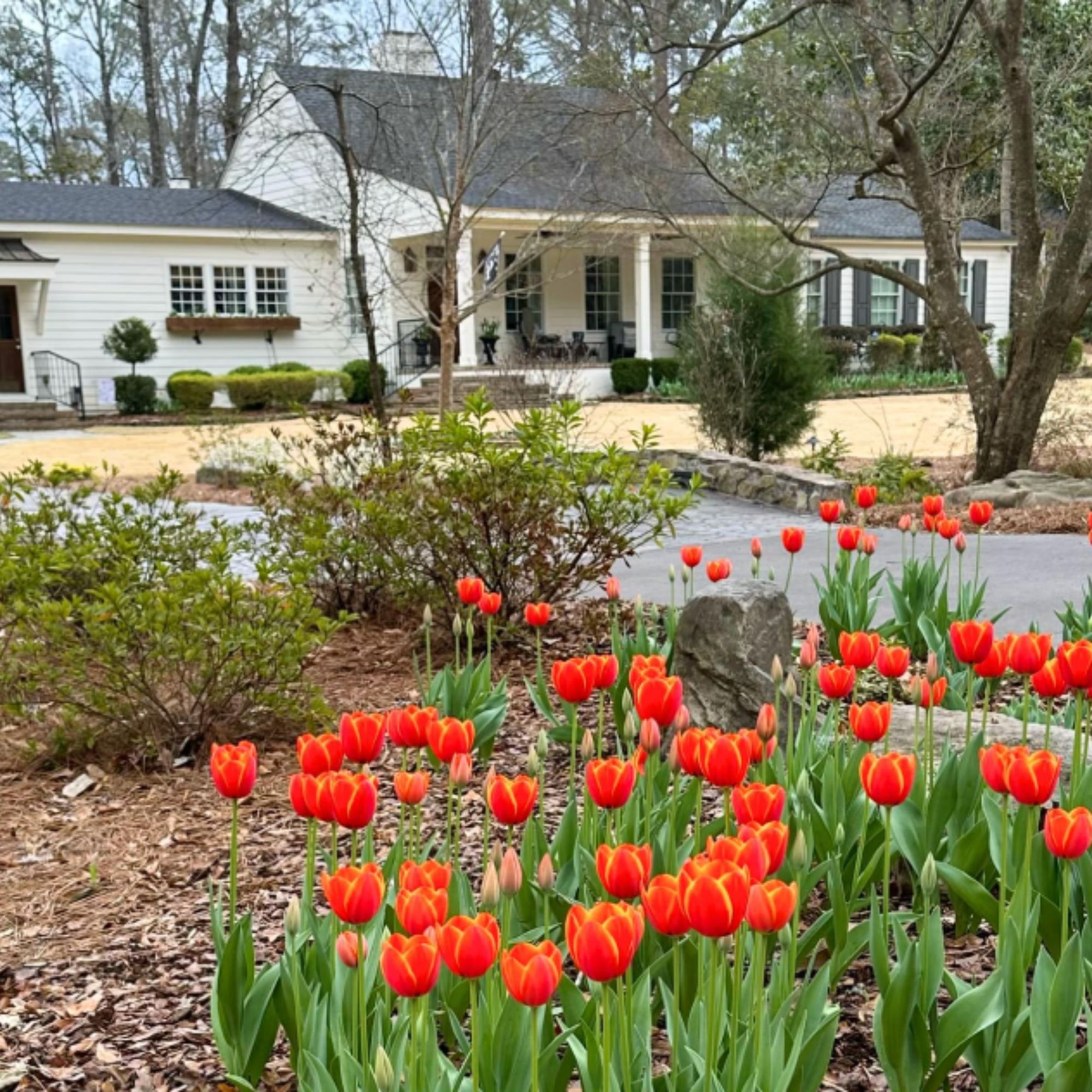 Cary Woods historic neighborhood in Auburn Alabama with mature trees