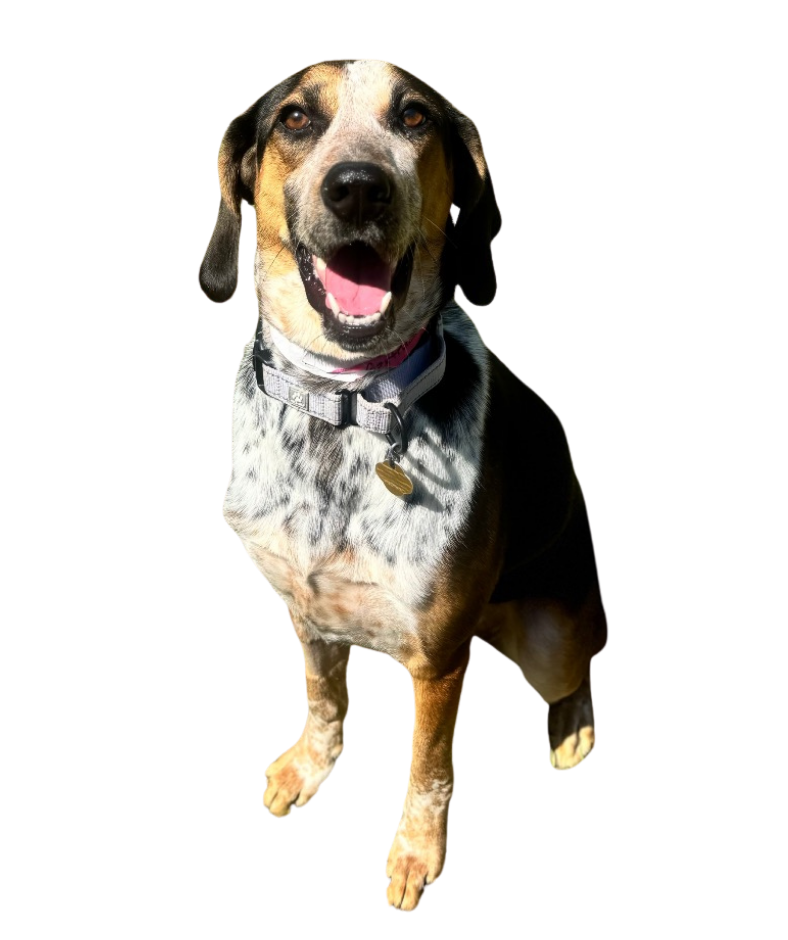 April 2026 Sponsored Dog Gertrude. Sponsored by Kent McCown Group