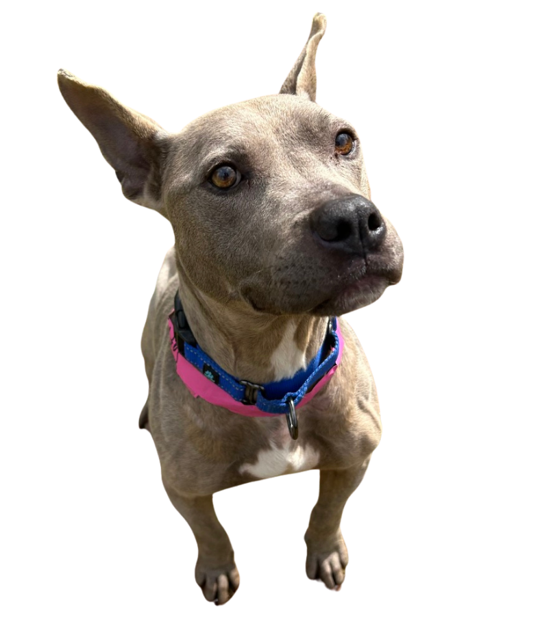 June Sponsored Dog Saffy. Sponsored by Kent McCown Group