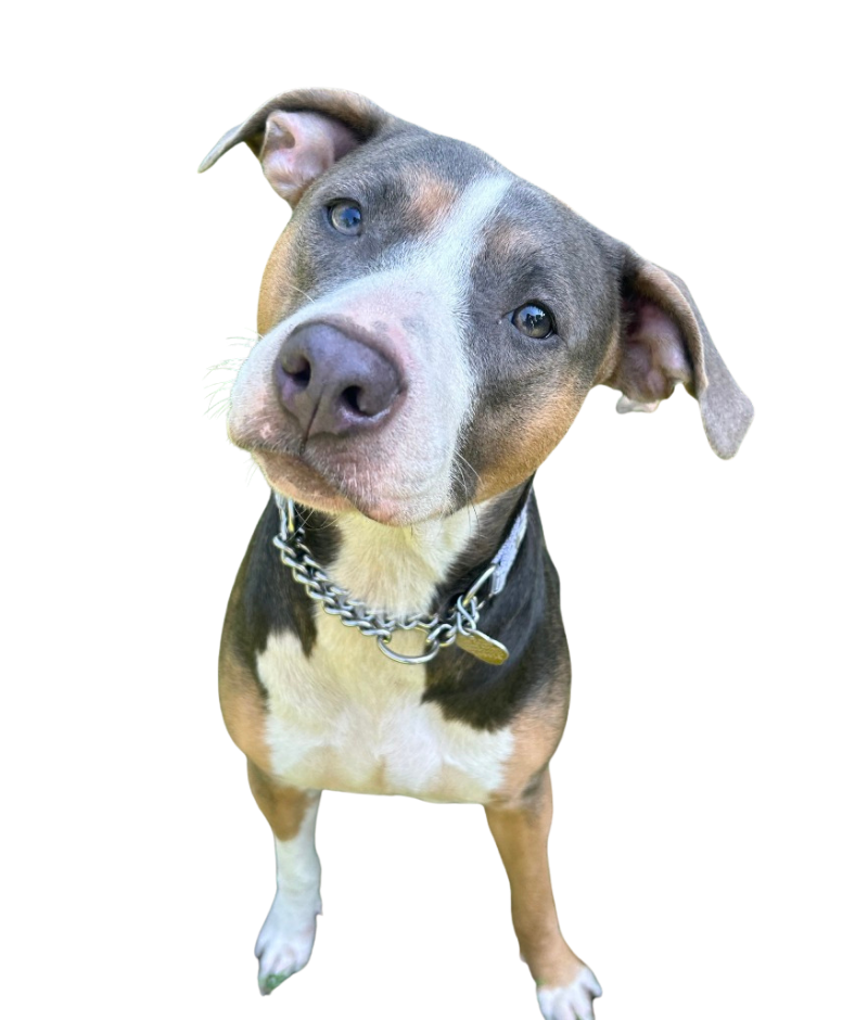 May Sponsored Dog Susie Q. Sponsored by Kent McCown Group