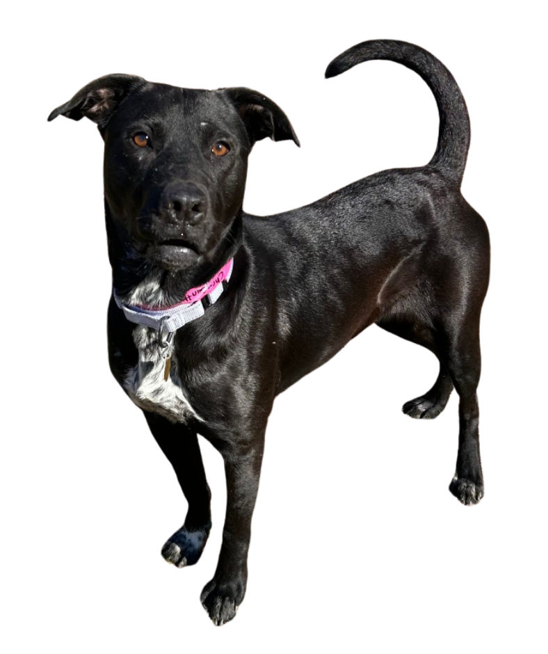Chrysa, Kent McCown Group's July sponsored dog at CARE Humane Society, stands alert with one front paw slightly lifted. She has a sleek black coat with a white chest and white-tipped paws, warm brown eyes, and a pink collar. Chrysa looks directly at the camera with an attentive, hopeful expression, showcasing her friendly and affectionate personality.