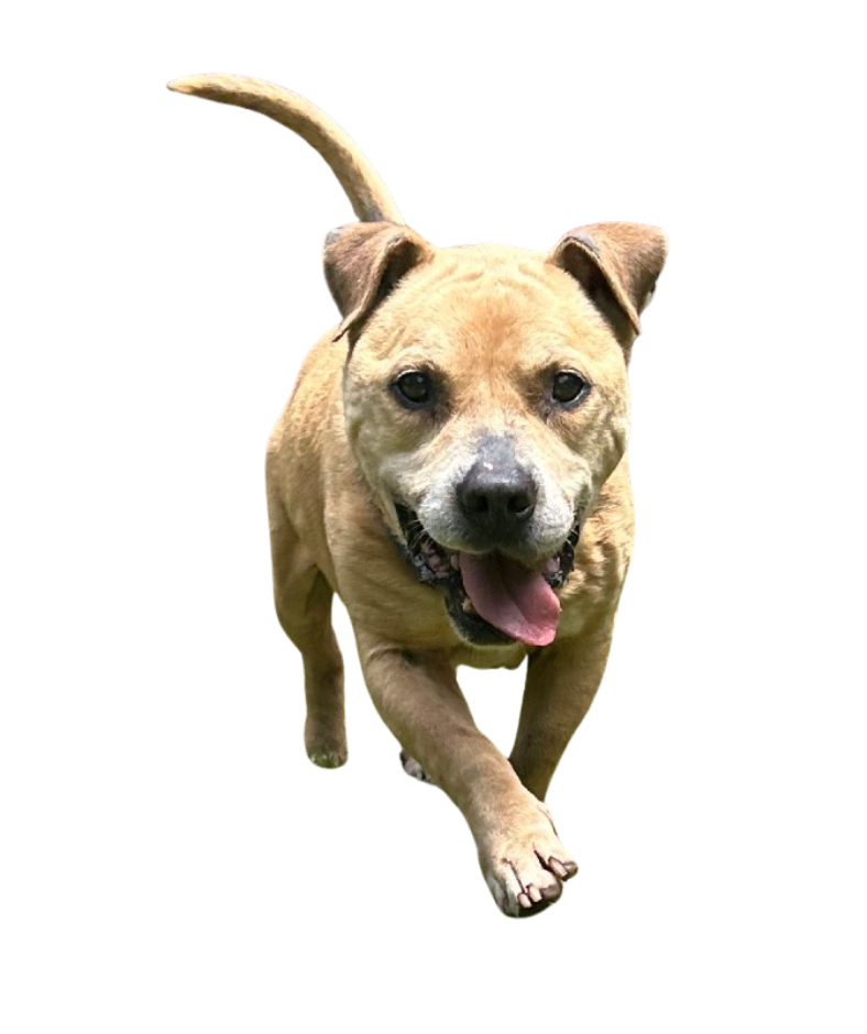 Shawty, a tan mixed-breed dog with a white muzzle and happy expression, walking toward the camera with one paw raised. Shawty is Kent McCown Group's sponsored CARE Humane Society dog for August and is looking for a loving forever home in East Alabama.